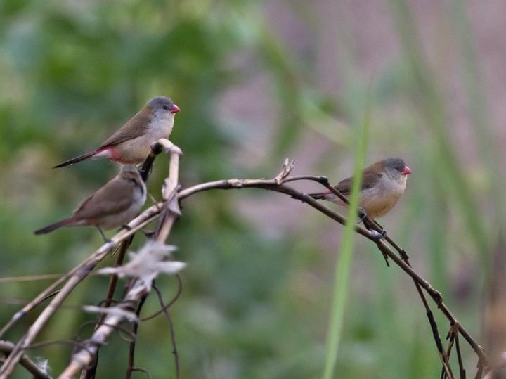 Fawn-breasted Waxbill