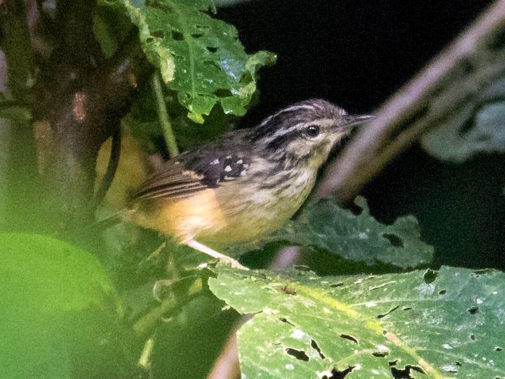 Yellow-breasted Warbling Antbird