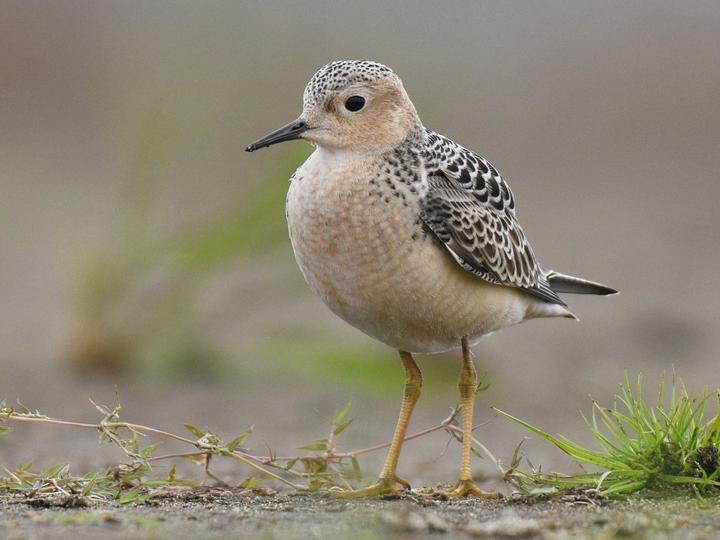 Buff-breasted Sandpiper