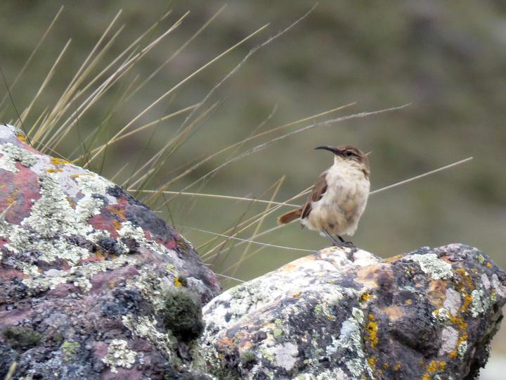 Buff-breasted Earthcreeper