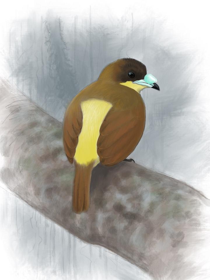 Yellow-breasted Satinbird