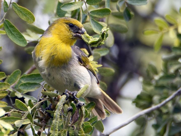 Palila