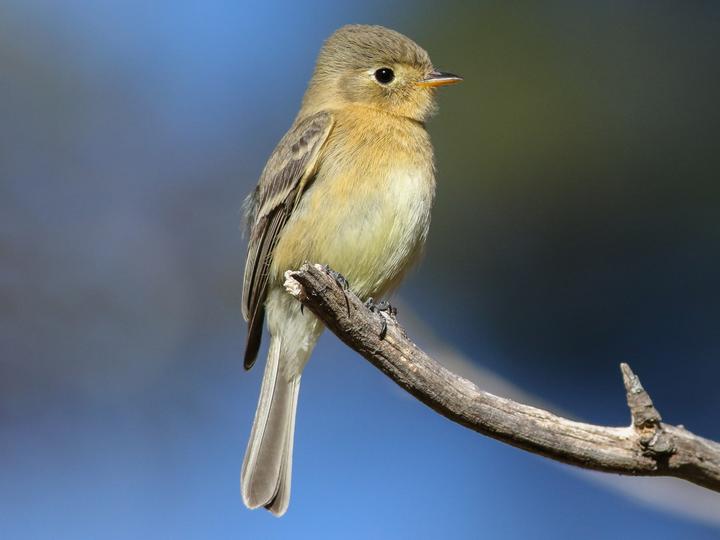 Buff-breasted Flycatcher