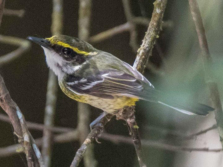 Yellow-breasted Boatbill