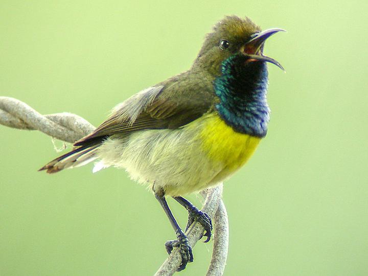 Newton's Sunbird