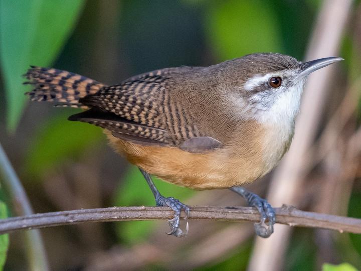 Buff-breasted Wren