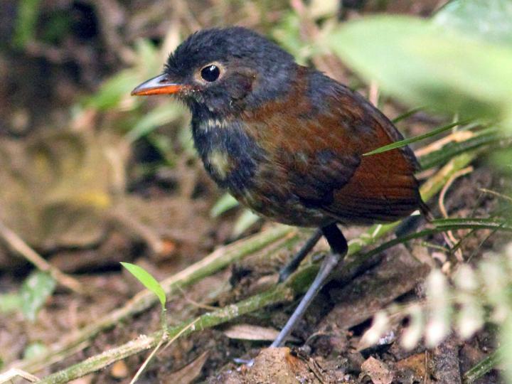 Yellow-breasted Antpitta