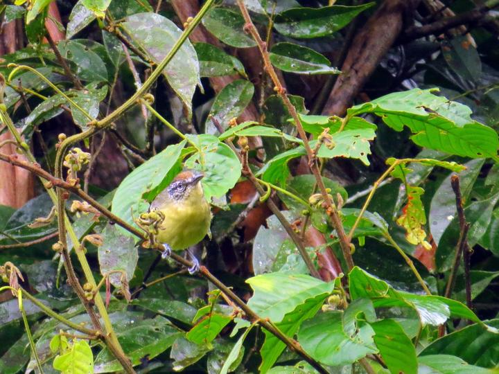 Yellow-breasted Antwren