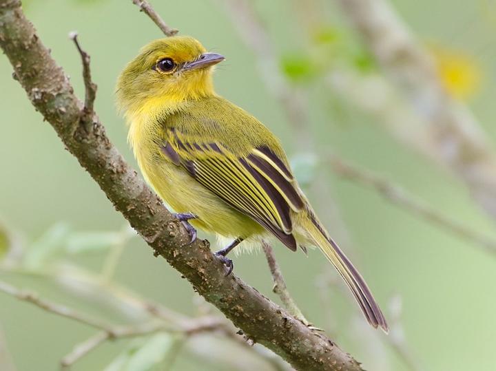 Ochre-lored Flatbill