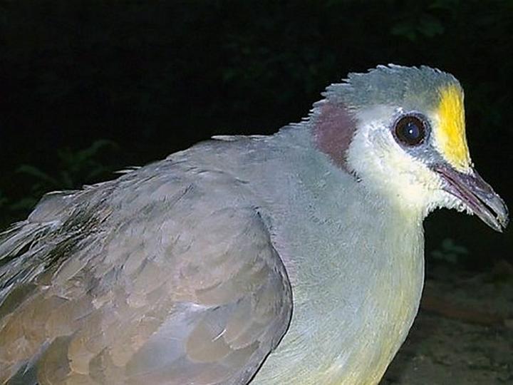 Sulawesi Ground Dove