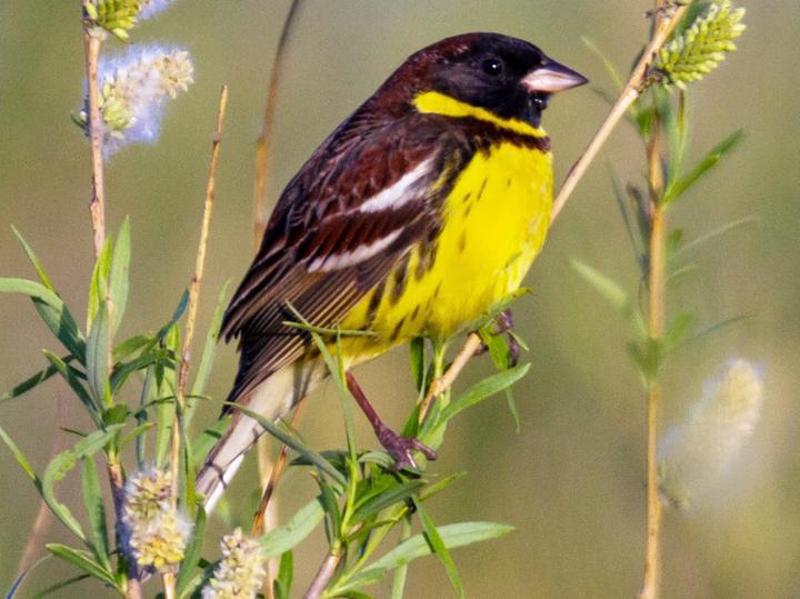 Yellow-breasted Bunting