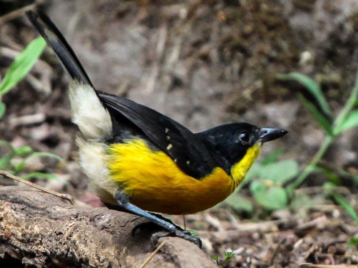 Yellow-breasted Boubou