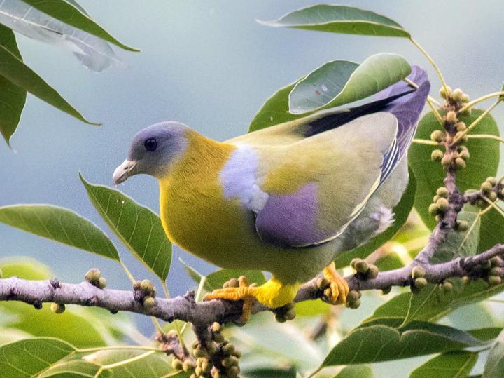 Yellow-footed Green Pigeon