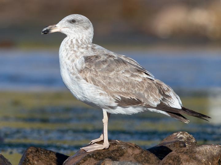 Yellow-footed Gull