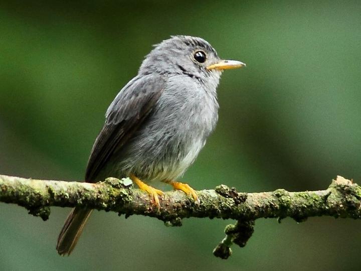 Yellow-footed Flycatcher