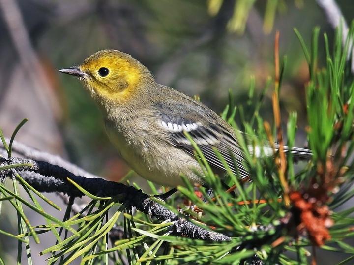 Hermit Warbler