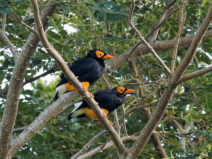 Yellow-faced Myna