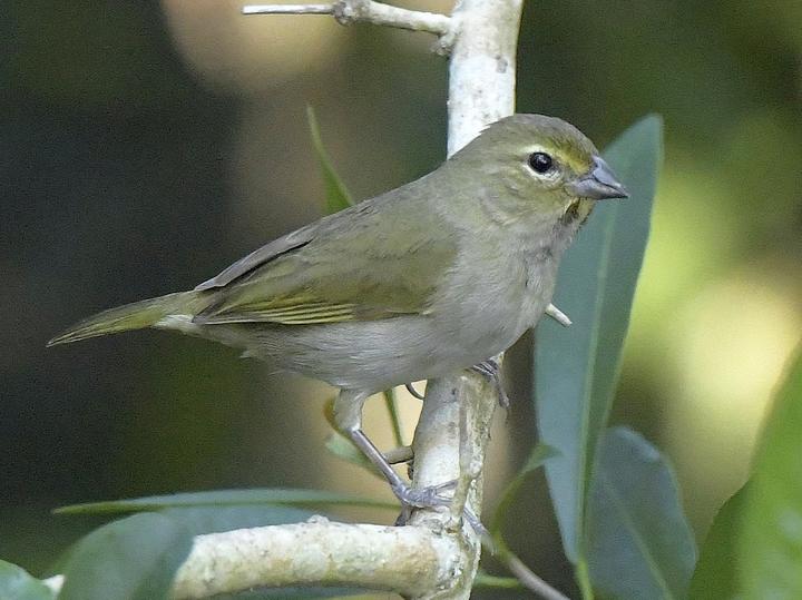 Yellow-faced Grassquit