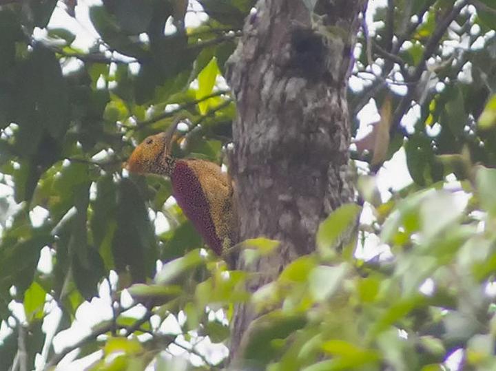 Yellow-faced Flameback