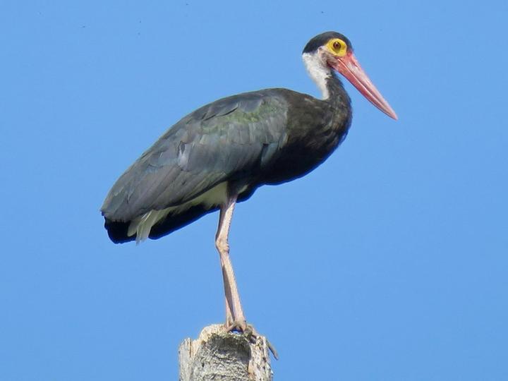 Storm's Stork