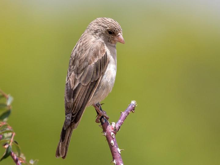 Yellow-rumped Seedeater