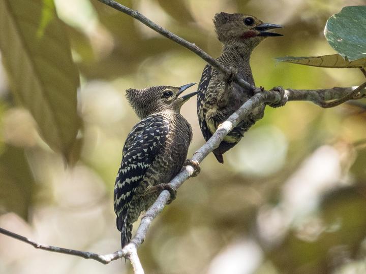 Buff-rumped Woodpecker