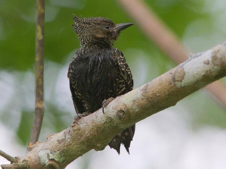 Zebra Woodpecker