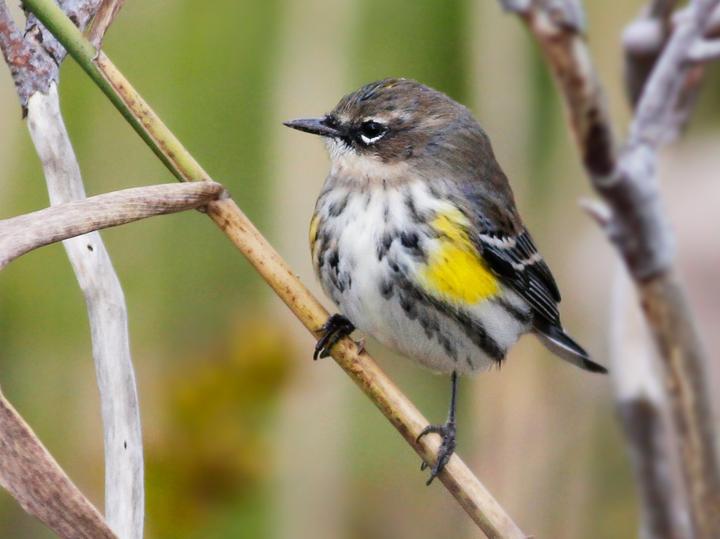 Myrtle Warbler