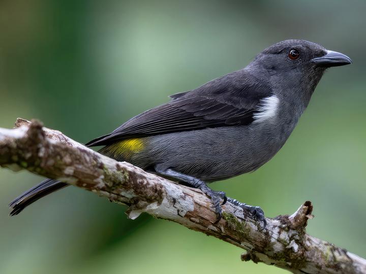 Sulphur-rumped Tanager