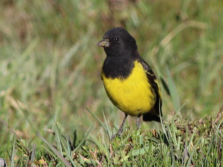 Yellow-rumped Siskin