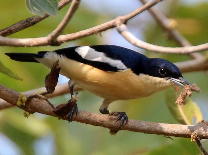 Yellow-bellied Hyliota
