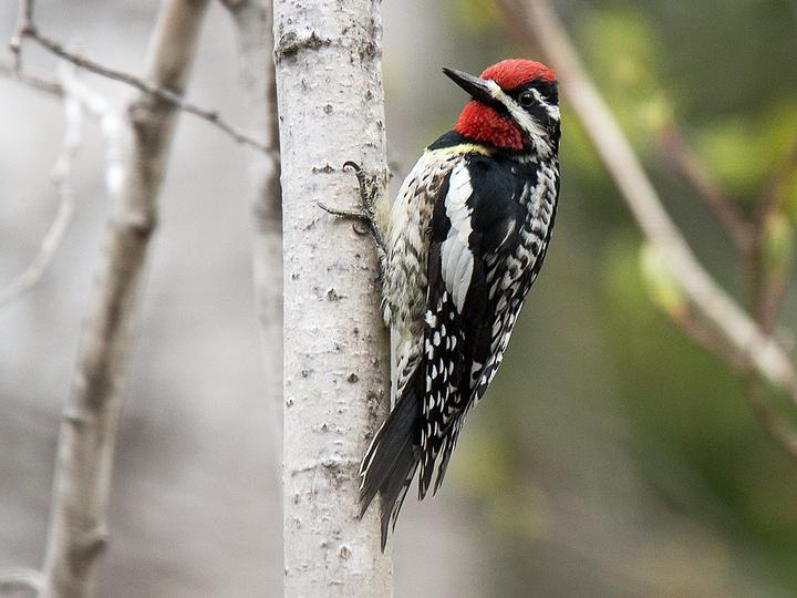 Yellow-bellied Sapsucker