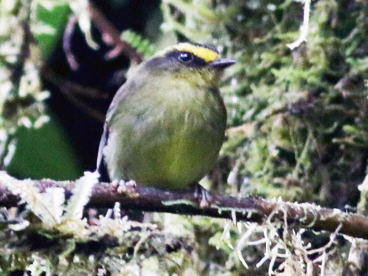Yellow-bellied Chat-Tyrant