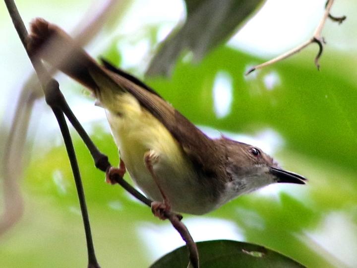 Yellow-bellied Gerygone