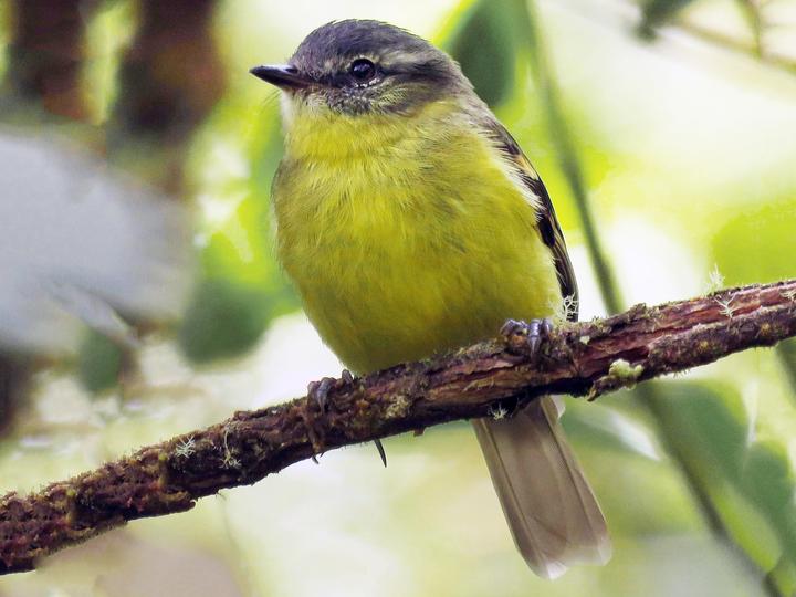 Sulphur-bellied Tyrannulet