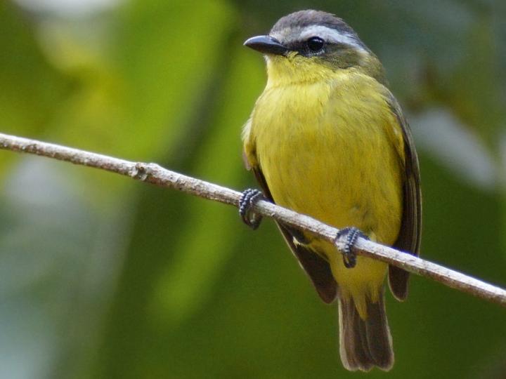 Yellow-bellied Tyrannulet