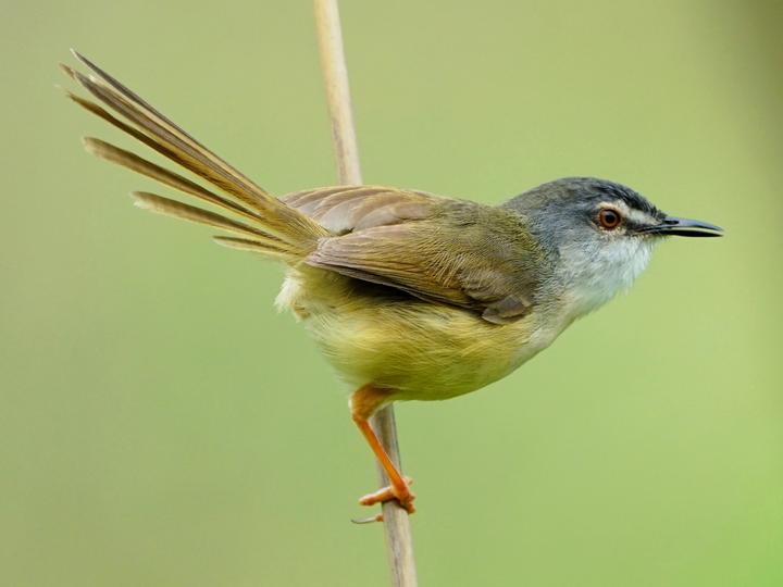 Yellow-bellied Prinia