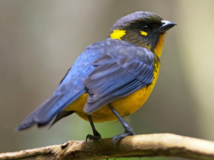Lacrimose Mountain Tanager