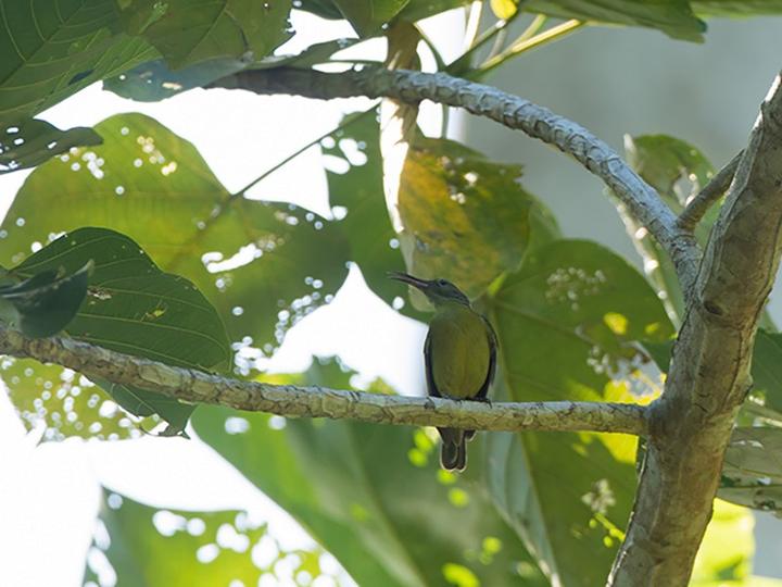Yellow-bellied Longbill