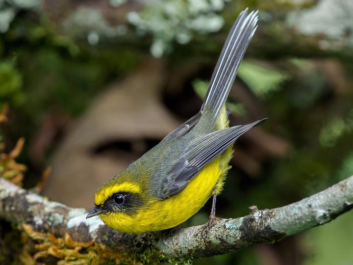 Yellow-bellied Fantail