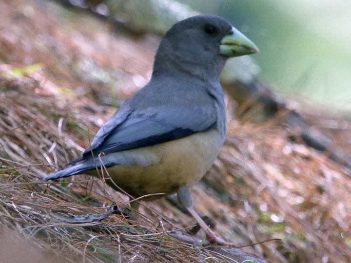 Black-and-yellow Grosbeak