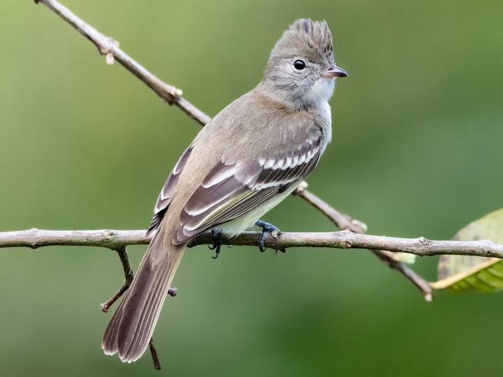 Yellow-bellied Elaenia