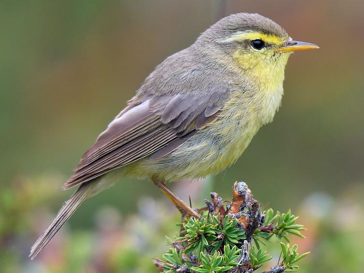 Tickell's Leaf Warbler