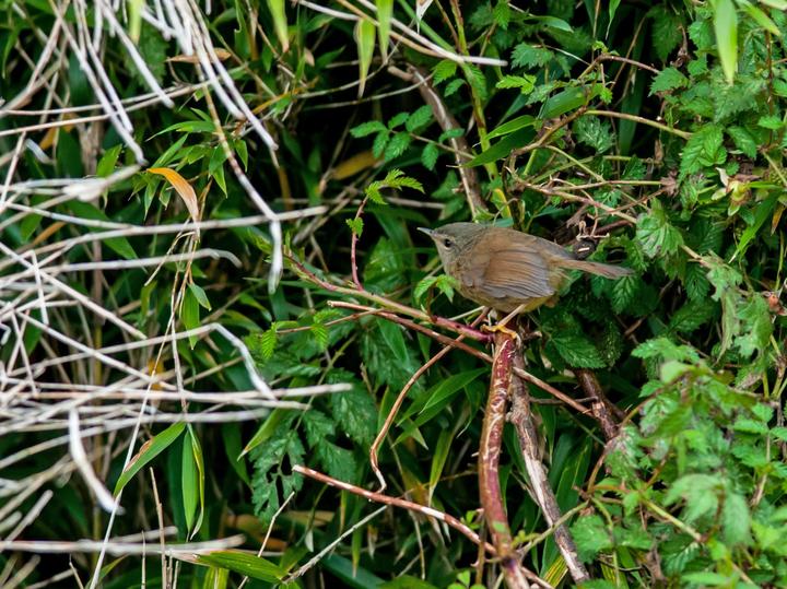 Yellow-bellied Bush Warbler