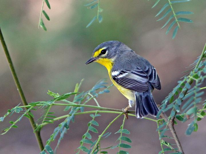 Adelaide's Warbler
