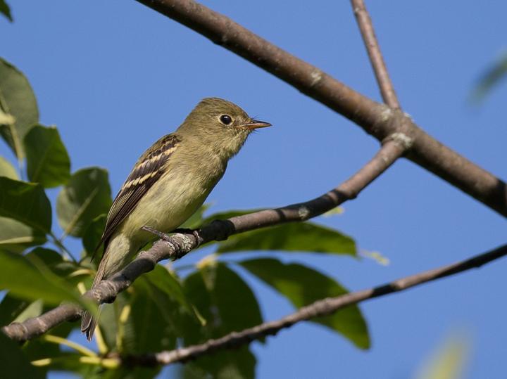 Yellow-bellied Flycatcher