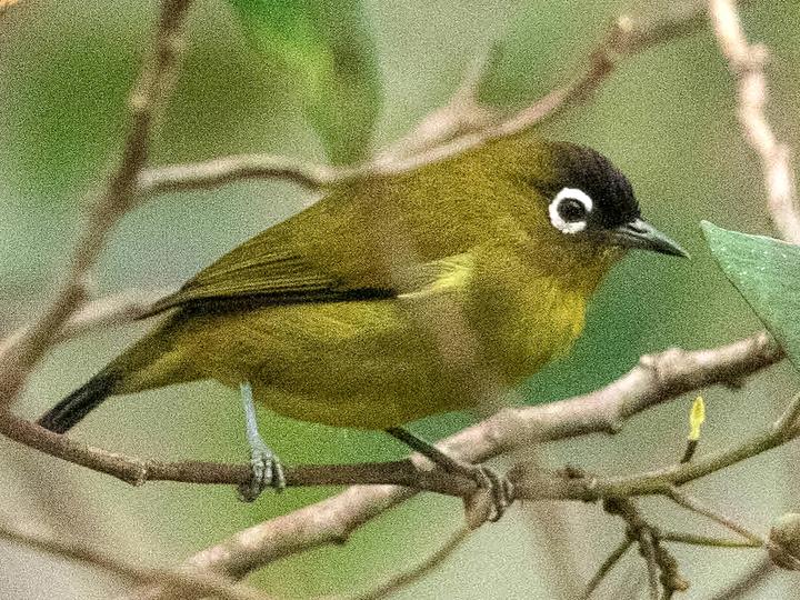 Capped White-eye