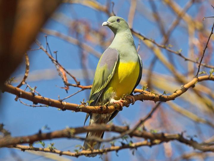 Bruce's Green Pigeon