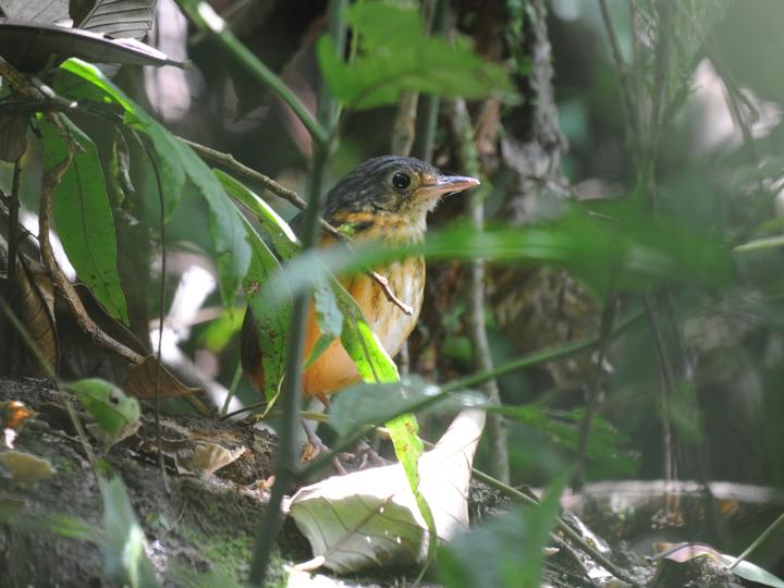 Thicket Antpitta