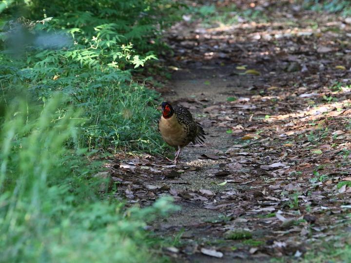 Cabot's Tragopan